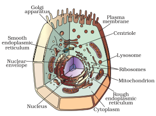 NCERT Solutions For Class 9 Science Chapter 5 The Fundamental Unit of Life LAQ Q4