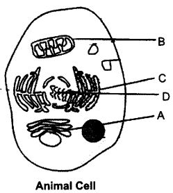 NCERT Solutions For Class 9 Science Chapter 5 The Fundamental Unit of Life SAQ Q13