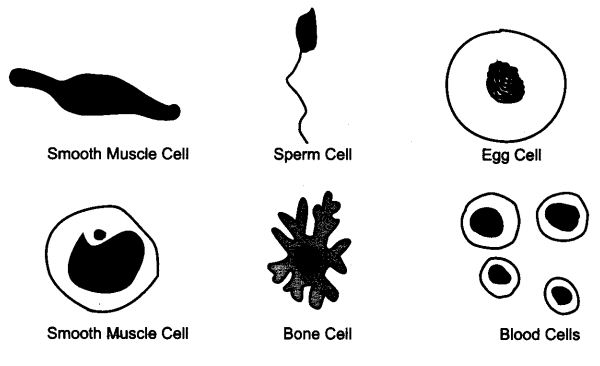 NCERT Solutions For Class 9 Science Chapter 5 The Fundamental Unit of Life SAQ Q25