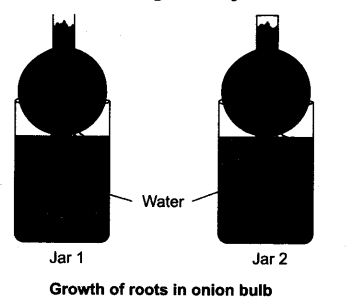 NCERT Solutions For Class 9 Science Chapter 6 Tissues Activity Based Q1.1