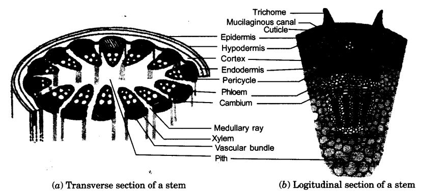 NCERT Solutions For Class 9 Science Chapter 6 Tissues Activity Based Q2