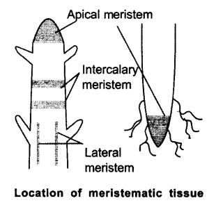 NCERT Solutions For Class 9 Science Chapter 6 Tissues SAQ Q21