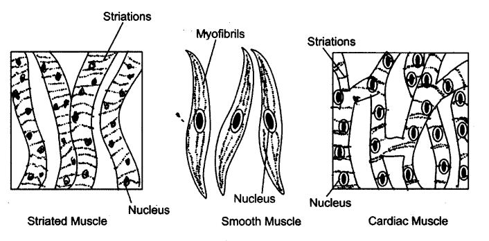 NCERT Solutions For Class 9 Science Chapter 6 Tissues Textbook Questions Q6