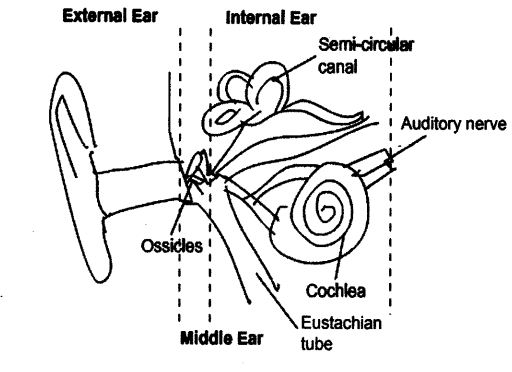 NCERT Solutions for Class 9 Science Chapter 12 Sound LAQ Q2