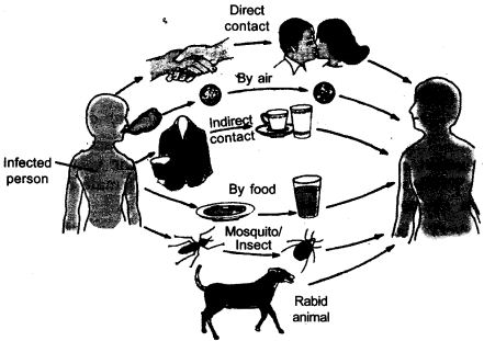 NCERT Solutions for Class 9 Science Chapter 13 Why Do We Fall Ill SAQ Q16