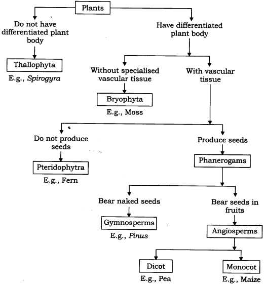 NCERT Solutions for Class 9 Science Chapter 7 Diversity in Living Organisms LAQ Q6